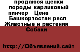 продаюся щенки породы карликовый пинчер › Цена ­ 5 000 - Башкортостан респ. Животные и растения » Собаки   